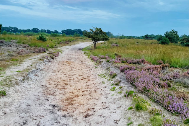 Groote Peel heide 